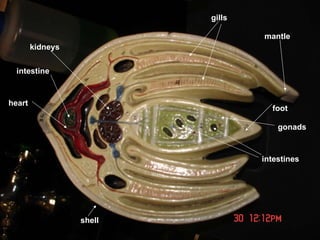 gonads intestines gills kidneys shell foot heart intestine mantle 