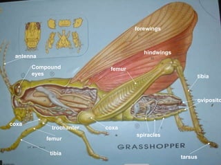 spiracles ovipositor tibia tibia tarsus femur coxa femur antenna forewings hindwings Compound eyes coxa trochanter 