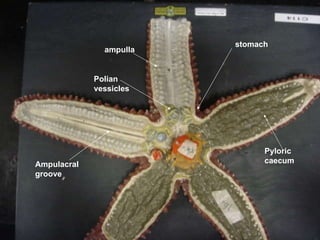 stomach ampulla Ampulacral groove Pyloric caecum Polian vessicles 