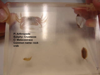 P: Arthropoda Subphy: Crustacea C: Malacostraca Common name: rock crab 
