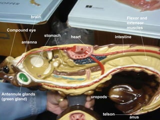 Compound eye Antennule glands (green gland) heart stomach antenna intestine anus brain telson Flexor and extensor muscles uropods 