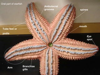mouth Oral part of starfish Tube feet or podia Ambulacral grooves spines Eye spot Branchiae gills Arm 