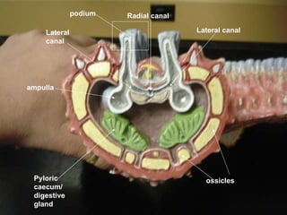 ampulla Lateral canal Lateral canal Radial canal ossicles Pyloric caecum/ digestive gland podium 