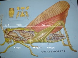 Thorax Head Abdomen Forgut Midgut Hindgut 