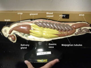crop Blood vessel Salivary gland Malpighian tubules gizzard ovary Gastric ceca brain anus 