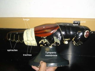 spiracles Compound eyes lungs trachea Tympanic membrane 