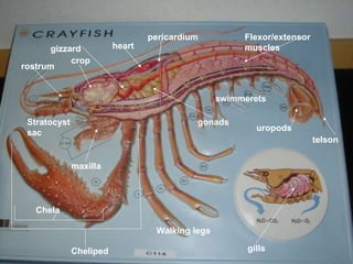 gills telson uropods heart pericardium crop gizzard Walking legs swimmerets Chela  Flexor/extensor muscles rostrum gonads maxilla Stratocyst sac Cheliped 