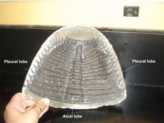 Axial lobe Pleural lobe Pleural lobe 