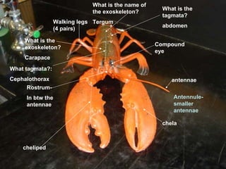 antennae chela Compound eye What tagmata?: Cephalothorax What is the tagmata? abdomen Walking legs (4 pairs) Antennule- smaller antennae Rostrum- In btw the antennae What is the exoskeleton? Carapace What is the name of the exoskeleton? Tergum cheliped 