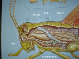 lungs crop gizzard Salivary glands trachea 