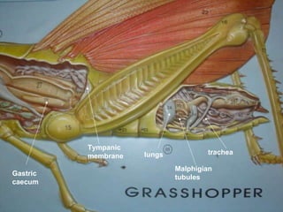 Malphigian tubules lungs Tympanic membrane Gastric caecum trachea 