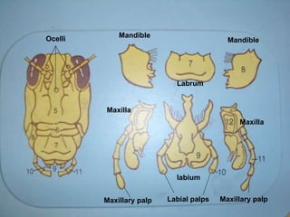 Mandible  Mandible  Maxilla  Maxilla  labium Labrum  Labial palps Maxillary palp Maxillary palp Ocelli  