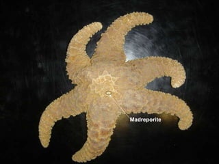 Madreporite 