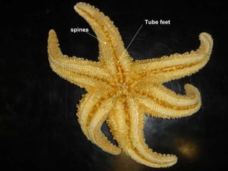 Tube feet spines 