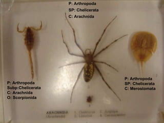 P: Arthropoda SP: Chelicerata C: Arachnida P: Arthropoda Subp:Chelicerata C: Arachnida O: Scorpionida P: Arthropoda SP: Chelicerata C: Merostomata 