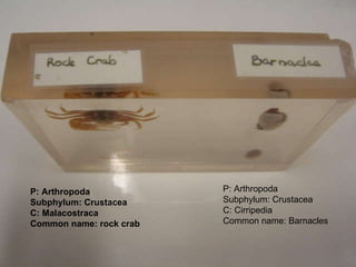 P: Arthropoda Subphylum: Crustacea C: Malacostraca Common name: rock crab P: Arthropoda Subphylum: Crustacea C: Cirripedia Common name: Barnacles 
