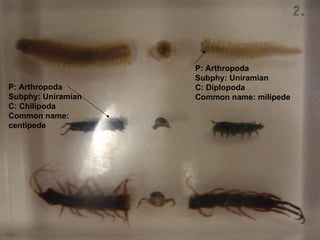 P: Arthropoda Subphy: Uniramian C: Chilipoda Common name: centipede P: Arthropoda Subphy: Uniramian C: Diplopoda Common name: milipede 