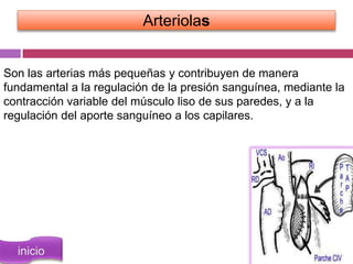 Arteriolas


Son las arterias más pequeñas y contribuyen de manera
fundamental a la regulación de la presión sanguínea, mediante la
contracción variable del músculo liso de sus paredes, y a la
regulación del aporte sanguíneo a los capilares.
 