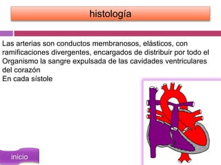 histología

Las arterias son conductos membranosos, elásticos, con
ramificaciones divergentes, encargados de distribuir por todo el
Organismo la sangre expulsada de las cavidades ventriculares
del corazón
En cada sístole
 