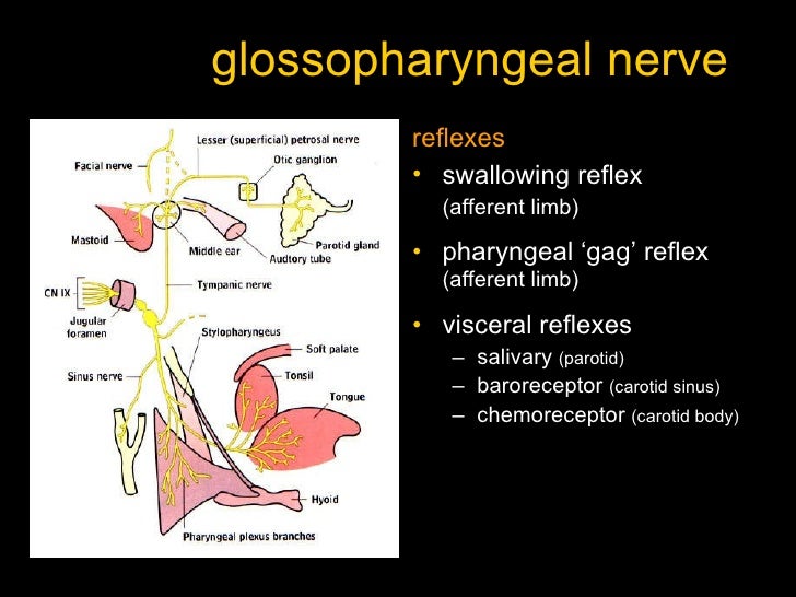 gag reflex cranial nerve gag reflex cranial nerve