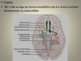 Origem real: região olfatória das fossas nasais