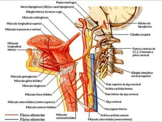 Origem aparente encefálica