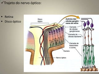  NC I não se liga ao tronco encefálico ele é o único a entrar diretamente no telencéfaloExame clínicoVisa identificar déficits olfativos relacionados a problemas sensorineurais ou neurogênicos.