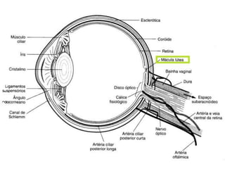 Histórico do paciente
