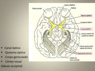 Descartar déficits condutivos por obstrução