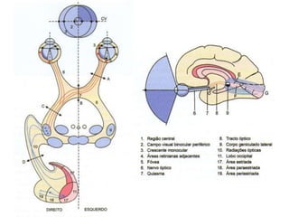 Trajeto do nervo óptico: