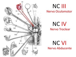 Intracraniana (12 – 16 mm)Origem real: Retina