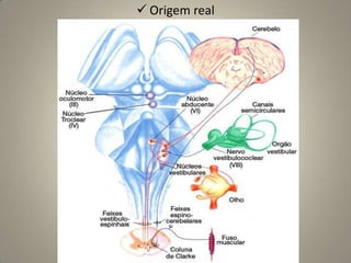 Origem aparente no crânio: Canal óptico