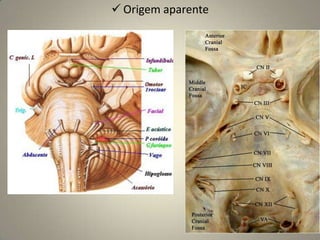 Origem aparente no encéfalo: Quiasma óptico		Desenvolve-se de forma completamente diferente dos outros nervos cranianos, já que as estruturas envolvidas na recepção e transmissão dos estímulos ópticos (fibras ópticas e retina neural, juntamente com o epitélio pigmentado do bulbo do olho) desenvolvem-se como evaginações do diencéfalo.Função: