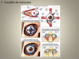 Sensitivo especial (aferente somático especial) 