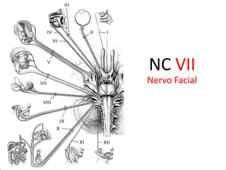NC IIINervo OculomotorNC IVNervo TroclearNC VINervo Abducente
