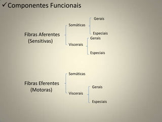  DinâmicoInstrumentalAnamnese: nome, idade, sexo, cor, profissão, procedência, grau de escolaridade, mão de preferência; início dos sintomas, tempo de instalação completa do quadro, se a evolução do quadro se modifica com alguma medida, principalmente terapêutica.Nervos Cranianos