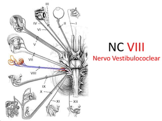  Origem aparente craniana