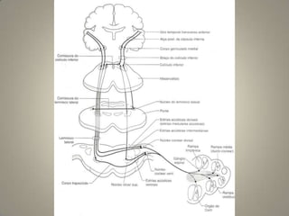 Origem real da porção motora