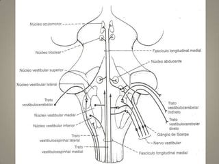  Origem real da porção sensitiva