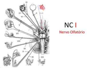 Qual a importância da anatomia para o exame clínico dos pares de nervos cranianos?