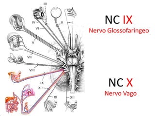 Funções: Sensitivo (aferente visceral especial e aferente somático geral), motor (motor branquial ou eferente visceral especial) e parassimpático (eferente visceral geral). Também conduz fibras proprioceptivas dos músculos que inerva.