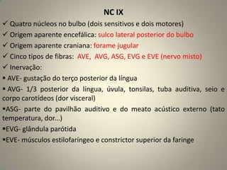  Núcleos: O núcleo motor do nervo facial é um núcleo branquiomotor na parte ventrolateral da ponte. Os corpos celulares dos neurônios sensitivos primários estão situados no gânglio geniculado. 