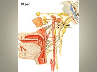 Origem aparente encefálica