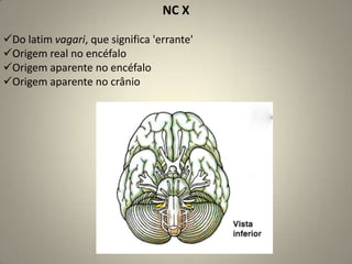 Parassimpático Pré-sináptico