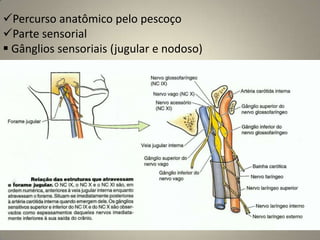 Inervação da glândula mucosa lacrimal.        