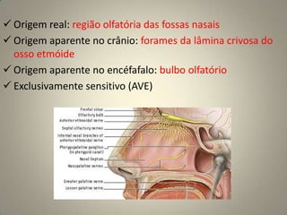 NC INervo Olfatório