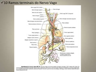      Inervação da glândula submandibular e sublingual.Paladar (Sensitivo especial)          Sensibilidade gustativa dos dois terços anteriores da língua e do palato mole.