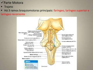 Exame ClínicoExame das funções motoras              O exame das funções motoras do nervo facial gira em torno da avaliação  das ações dos músculos de expressão facial.  Informações substanciais podem ser reveladas por simples inspeção.