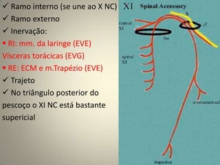 SalivaçãoTranstornos da funçãoParalisia Facial Periférica, ou do neurônio motor inferiorLocalização da Paralisia Periférica do Nervo Facial            A localização diagnóstica depende dos achados associados, como hiperacusia, diminuição da lacrimação, comprometimento do paladar e envolvimento de estruturas neurais além do VII NC.A causa  mais  comum de  PFP  é  a paralisia de Bell. Regeneração  aberrante  é  comum após paralisia  de  Bell  e  após  lesõestraumáticas do  nervo. 