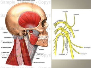 Paralisia Facial Central, ou do neurônio motor superior